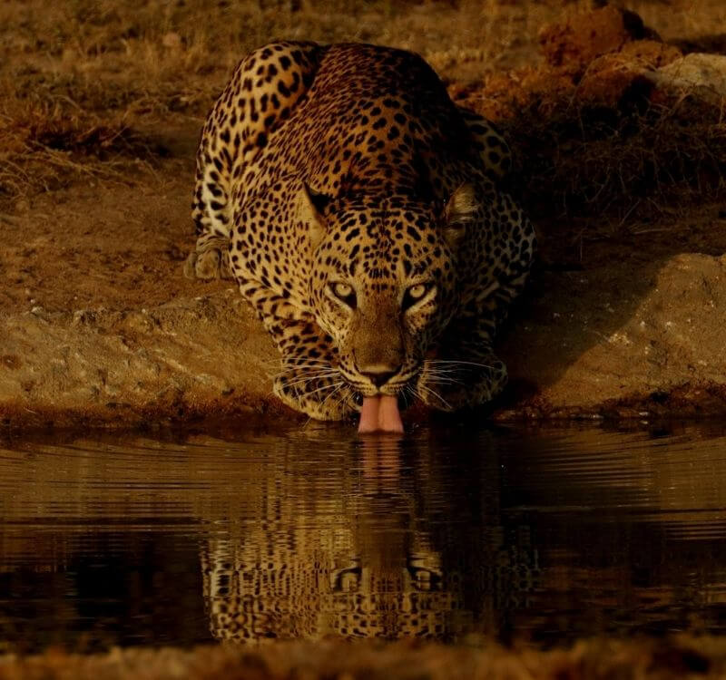 Wilpattu National Park